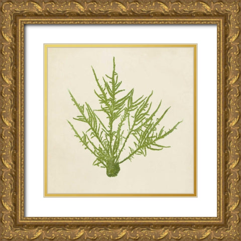 Chromatic Seaweed VII Gold Ornate Wood Framed Art Print with Double Matting by Vision Studio