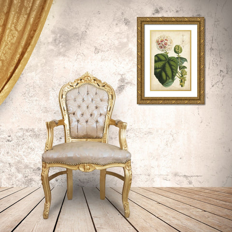 Coral Beauties II Gold Ornate Wood Framed Art Print with Double Matting by Van Houtteano, Horto