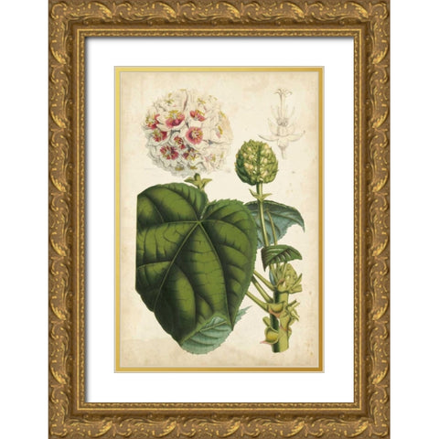 Coral Beauties II Gold Ornate Wood Framed Art Print with Double Matting by Van Houtteano, Horto