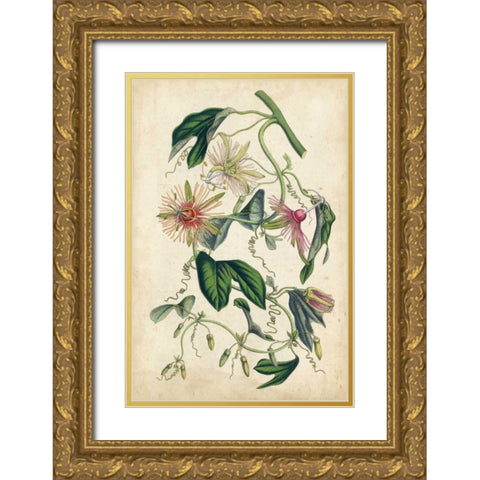 Coral Beauties IV Gold Ornate Wood Framed Art Print with Double Matting by Van Houtteano, Horto