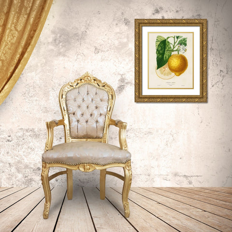 French Lemon Botanical I Gold Ornate Wood Framed Art Print with Double Matting by Risso, A.