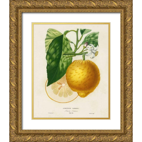 French Lemon Botanical I Gold Ornate Wood Framed Art Print with Double Matting by Risso, A.