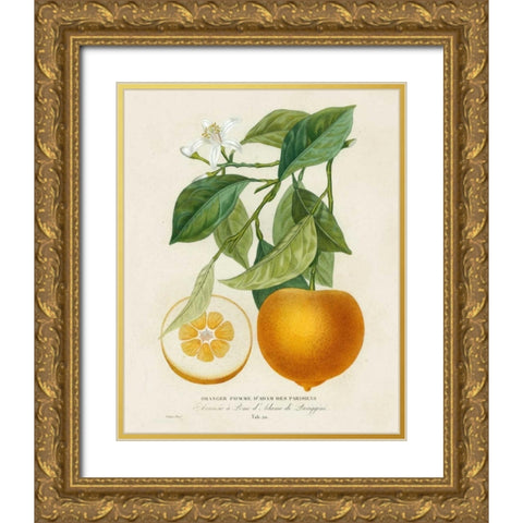 French Orange Botanical I Gold Ornate Wood Framed Art Print with Double Matting by Risso, A.