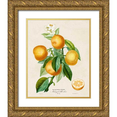 French Orange Botanical III Gold Ornate Wood Framed Art Print with Double Matting by Risso, A.