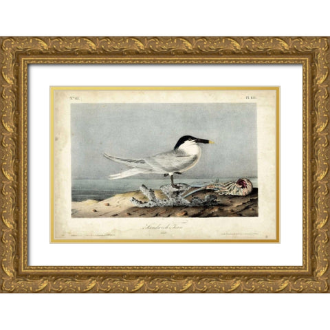 Audubon Sandwich Tern Gold Ornate Wood Framed Art Print with Double Matting by Audubon, John James