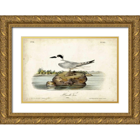 Audubon Havells Tern Gold Ornate Wood Framed Art Print with Double Matting by Audubon, John James