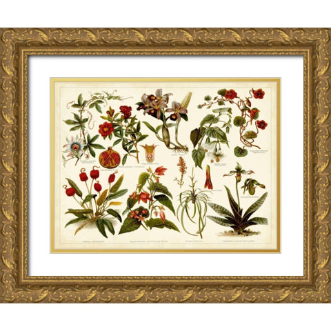 Tropical Botany Chart II Gold Ornate Wood Framed Art Print with Double Matting by Meyers