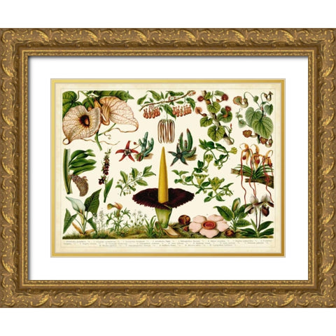 Tropical Botany Chart III Gold Ornate Wood Framed Art Print with Double Matting by Meyers