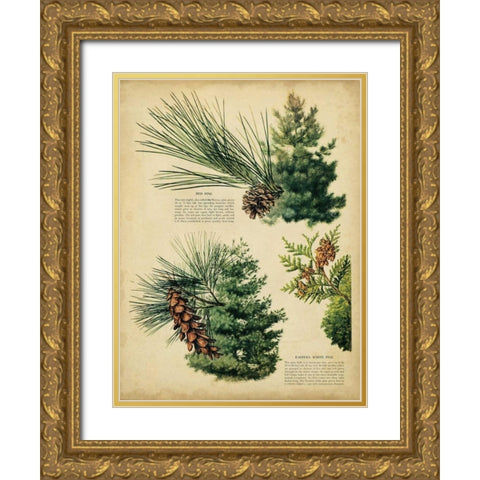 Red Pine and Eastern White Pine Gold Ornate Wood Framed Art Print with Double Matting by Unknown