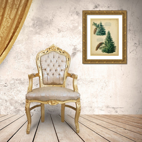 Colorado Blue Spruce and Norway Spruce Gold Ornate Wood Framed Art Print with Double Matting by Unknown