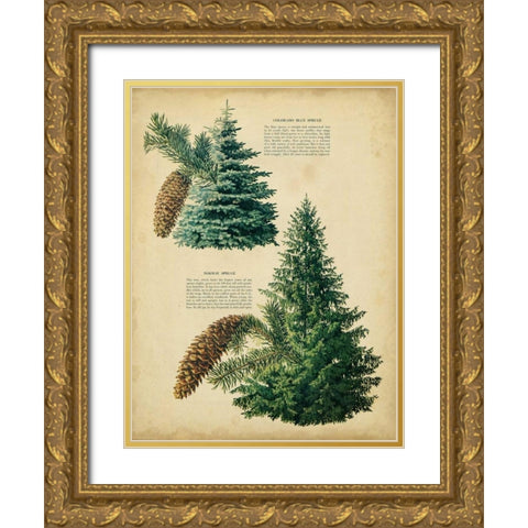 Colorado Blue Spruce and Norway Spruce Gold Ornate Wood Framed Art Print with Double Matting by Unknown