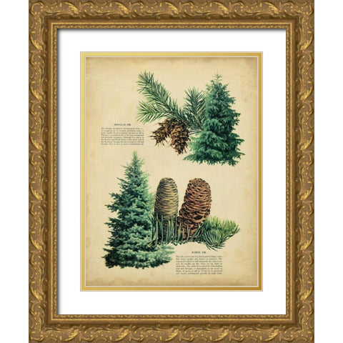 Douglas Fir and White Fir Gold Ornate Wood Framed Art Print with Double Matting by Unknown