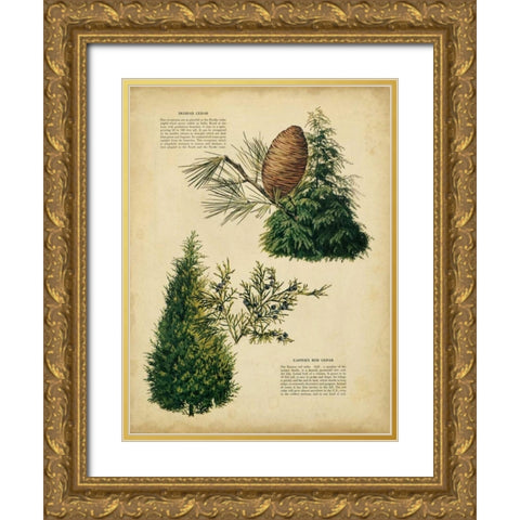 Deodar Cedar and Eastern Red Cedar Gold Ornate Wood Framed Art Print with Double Matting by Unknown