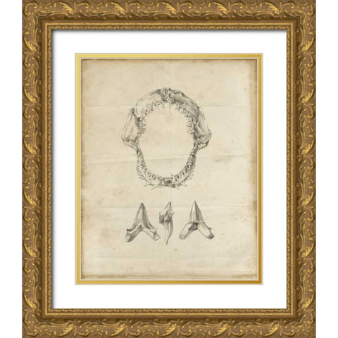 Shark Study I Gold Ornate Wood Framed Art Print with Double Matting by Harper, Ethan