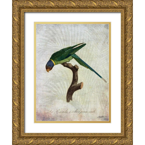 Parrot Jungle IV Gold Ornate Wood Framed Art Print with Double Matting by Butler, John