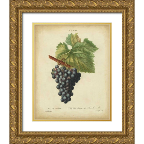 Antique Bessa Grapes I Gold Ornate Wood Framed Art Print with Double Matting by Bessa
