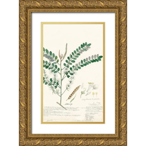 Descubes Ferns III Gold Ornate Wood Framed Art Print with Double Matting by Descubes, A.
