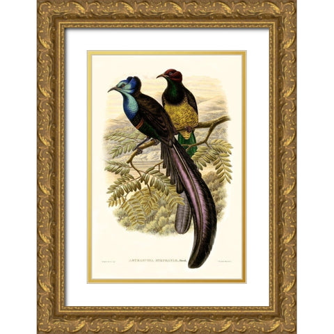 Gould Bird of Paradise I Gold Ornate Wood Framed Art Print with Double Matting by Gould