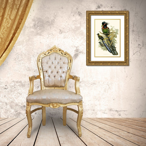 Gould Bird of Paradise II Gold Ornate Wood Framed Art Print with Double Matting by Gould