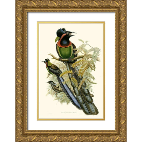 Gould Bird of Paradise II Gold Ornate Wood Framed Art Print with Double Matting by Gould