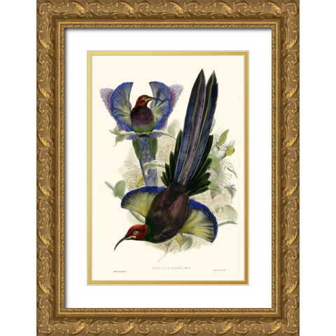 Gould Bird of Paradise III Gold Ornate Wood Framed Art Print with Double Matting by Gould