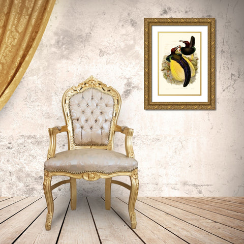 Gould Bird of Paradise IV Gold Ornate Wood Framed Art Print with Double Matting by Gould
