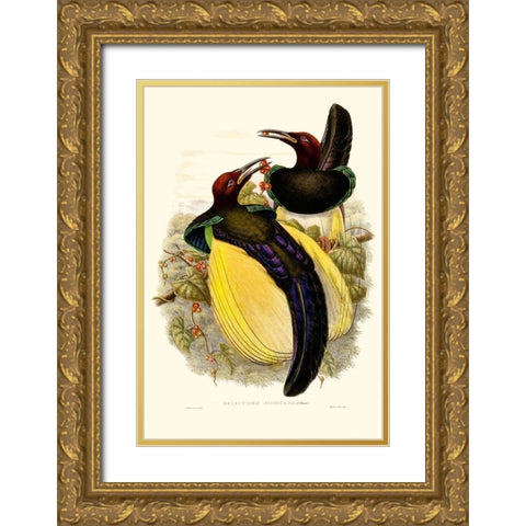 Gould Bird of Paradise IV Gold Ornate Wood Framed Art Print with Double Matting by Gould