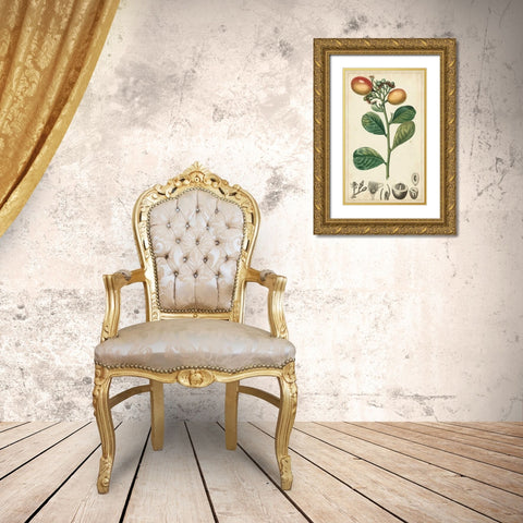 Exotic Fruits II Gold Ornate Wood Framed Art Print with Double Matting by Turpin