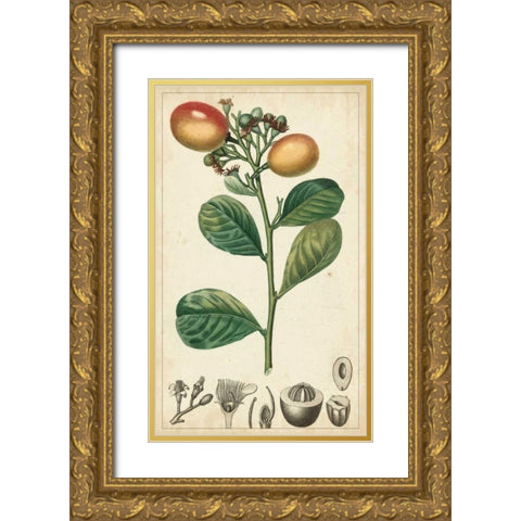 Exotic Fruits II Gold Ornate Wood Framed Art Print with Double Matting by Turpin