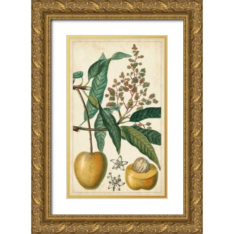 Exotic Fruits III Gold Ornate Wood Framed Art Print with Double Matting by Turpin