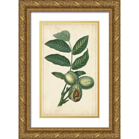 Exotic Fruits IV Gold Ornate Wood Framed Art Print with Double Matting by Turpin