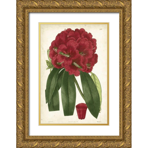 Antique Rhododendron I Gold Ornate Wood Framed Art Print with Double Matting by Curtis