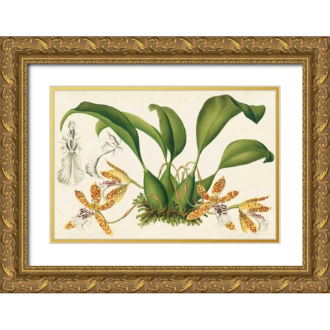 Graceful Orchids III Gold Ornate Wood Framed Art Print with Double Matting by Stroobant