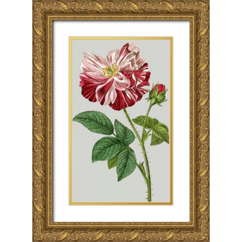 Vintage Garden Varieties II Gold Ornate Wood Framed Art Print with Double Matting by Vision Studio