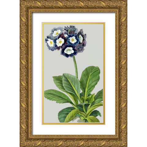 Vintage Garden Varieties IV Gold Ornate Wood Framed Art Print with Double Matting by Vision Studio