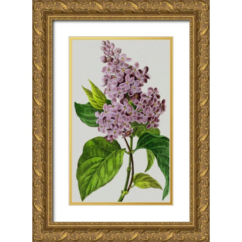 Vintage Garden Varieties V Gold Ornate Wood Framed Art Print with Double Matting by Vision Studio