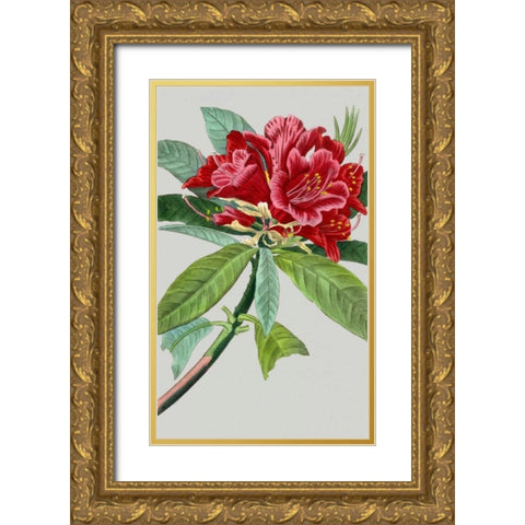 Vintage Garden Varieties VII Gold Ornate Wood Framed Art Print with Double Matting by Vision Studio