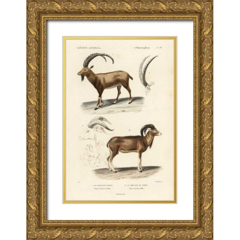 Antique Antelope and Ram Study Gold Ornate Wood Framed Art Print with Double Matting by Remond, N.
