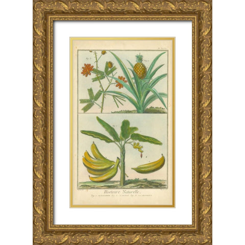 Histoire Naturelle Tropicals II Gold Ornate Wood Framed Art Print with Double Matting by Martinet