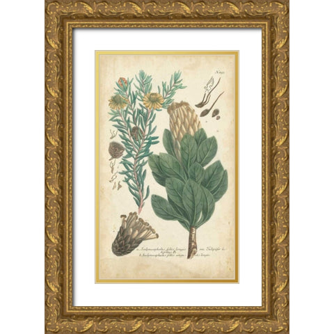 Weinmann Conifers III Gold Ornate Wood Framed Art Print with Double Matting by Weinmann