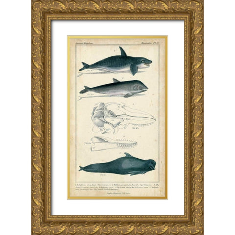 Antique Whale and Dolphin Study I Gold Ornate Wood Framed Art Print with Double Matting by G. Henderson