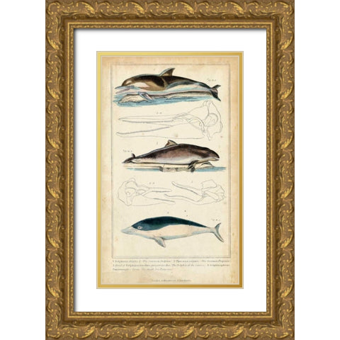 Antique Whale and Dolphin Study II Gold Ornate Wood Framed Art Print with Double Matting by G. Henderson