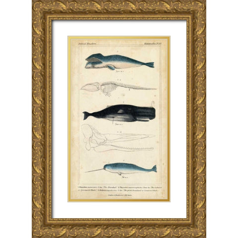 Antique Whale and Dolphin Study III Gold Ornate Wood Framed Art Print with Double Matting by G. Henderson