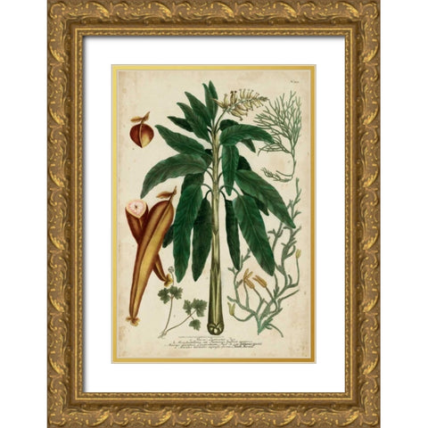Vintage Tropicals II Gold Ornate Wood Framed Art Print with Double Matting by Weinmann