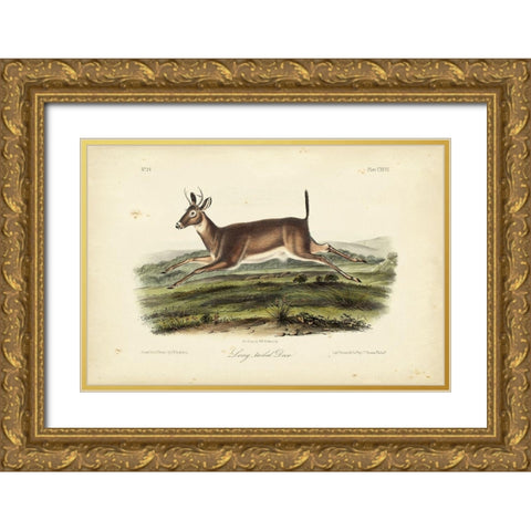 Long-tailed Deer Gold Ornate Wood Framed Art Print with Double Matting by Audubon, John James