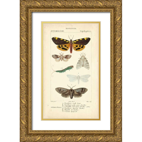 Antique Butterfly Study I Gold Ornate Wood Framed Art Print with Double Matting by Turpin