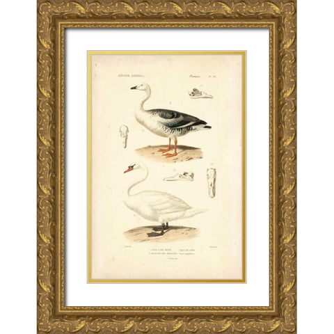 Antique Swan Study Gold Ornate Wood Framed Art Print with Double Matting by Remond, N.