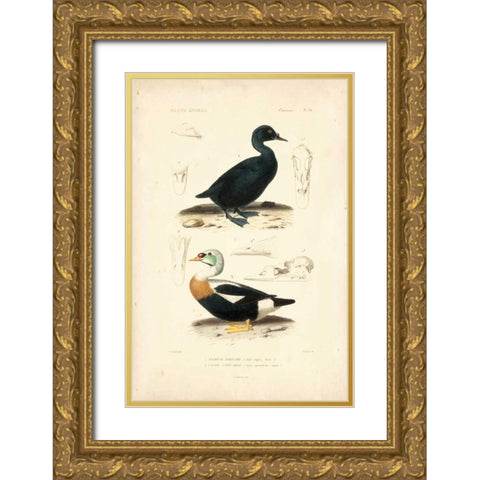 Antique Duck Study I Gold Ornate Wood Framed Art Print with Double Matting by Remond, N.