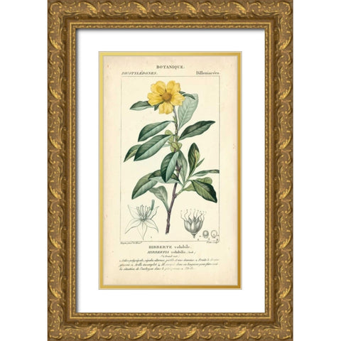Botanique Study in Yellow I Gold Ornate Wood Framed Art Print with Double Matting by Turpin