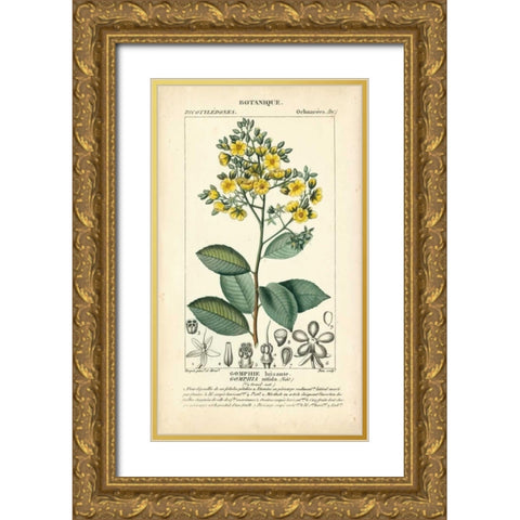 Botanique Study in Yellow II Gold Ornate Wood Framed Art Print with Double Matting by Turpin